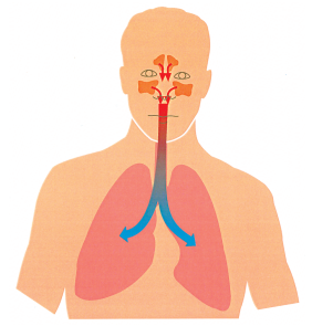 Dober vdih za zdravo telo